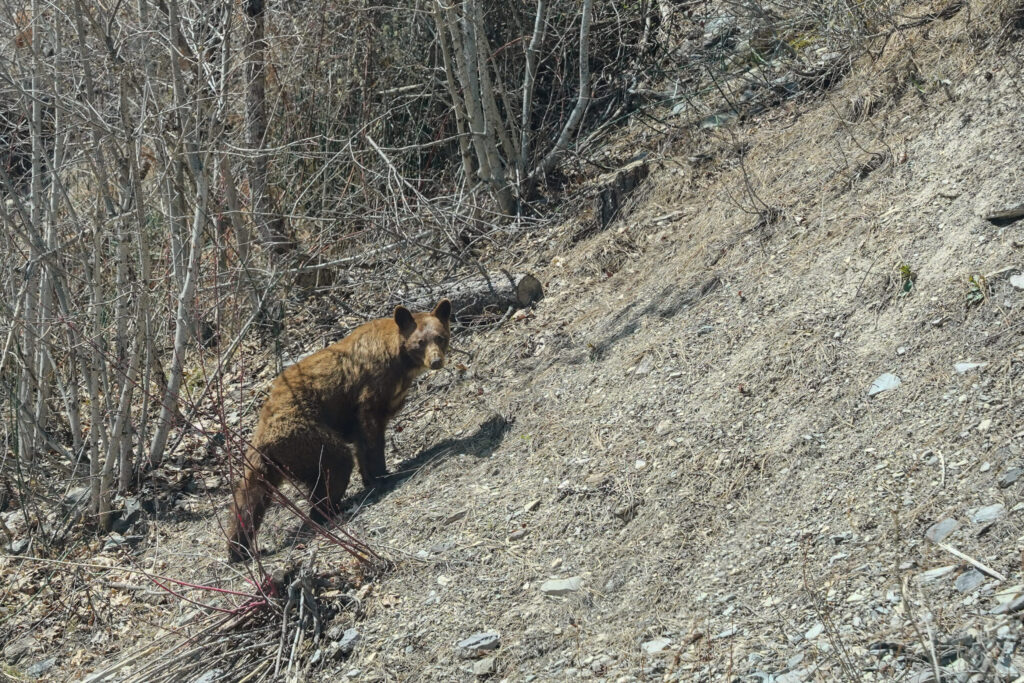 Montana momma bear in early spring