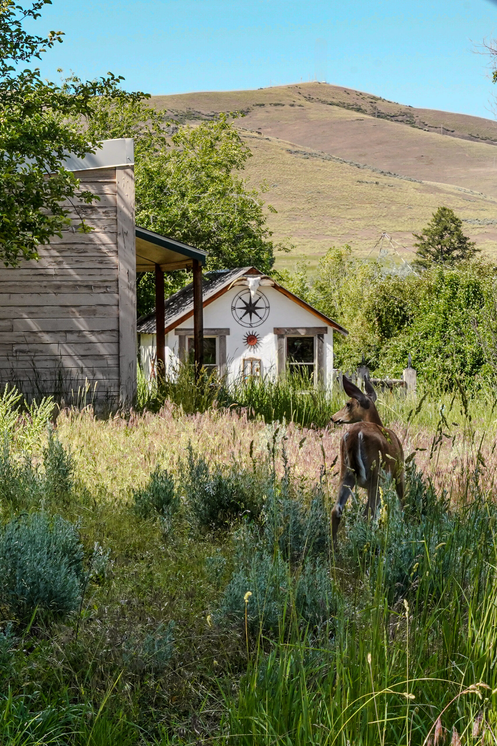 Deer in field