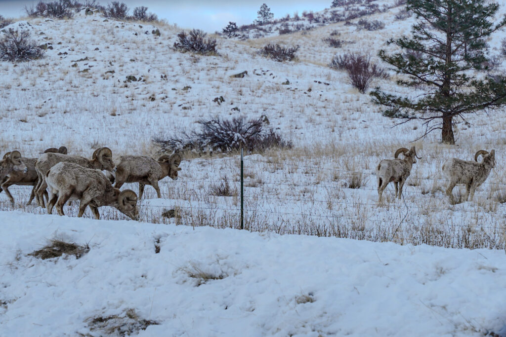Bighorn sheep, foraging for food